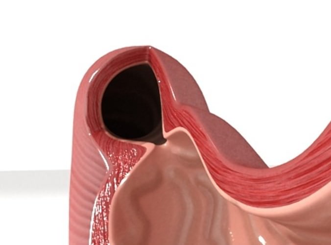 Realistic Stomach with Cutaway 3D Model .max .obj .3ds .fbx