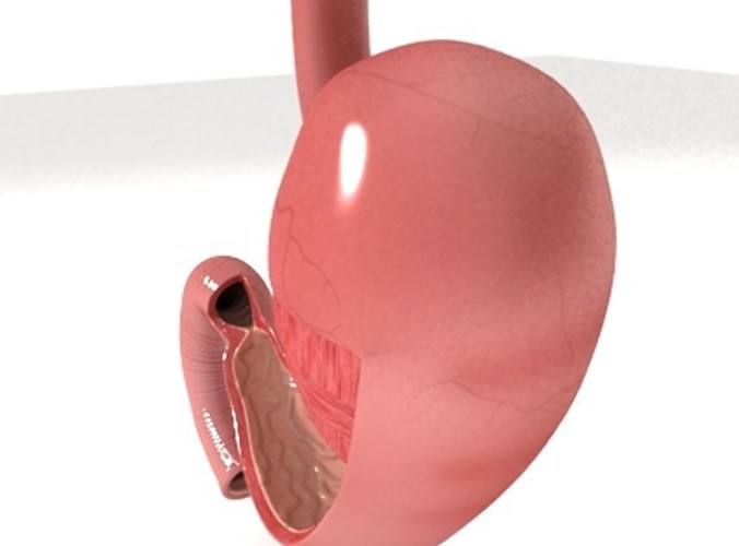 Realistic Stomach with Cutaway 3D Model .max .obj .3ds .fbx