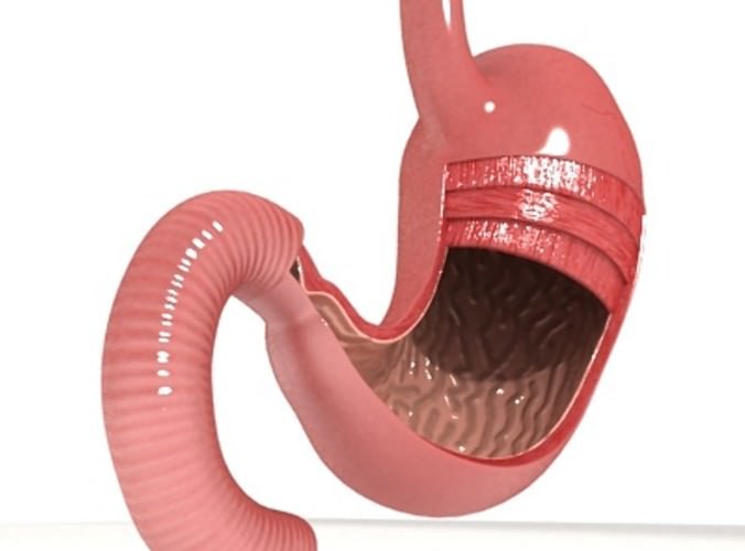 Realistic Stomach with Cutaway 3D Model .max .obj .3ds .fbx