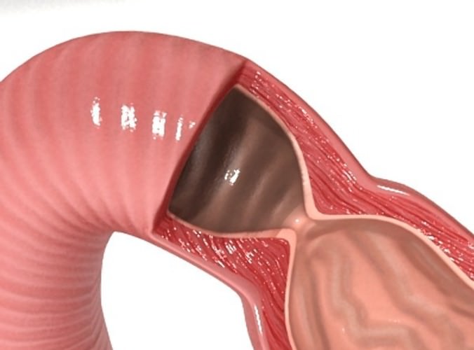Realistic Stomach with Cutaway 3D Model .max .obj .3ds .fbx