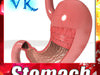 Realistic Stomach with Cutaway 3D Model