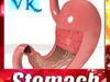 Realistic Stomach with Cutaway 3D Model .max .obj .3ds .fbx