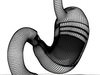Realistic Stomach with Cutaway 3D Model .max .obj .3ds .fbx