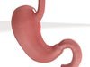 Realistic Stomach with Cutaway 3D Model .max .obj .3ds .fbx
