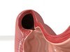 Realistic Stomach with Cutaway 3D Model .max .obj .3ds .fbx