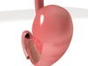 Realistic Stomach with Cutaway 3D Model .max .obj .3ds .fbx
