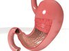 Realistic Stomach with Cutaway 3D Model .max .obj .3ds .fbx