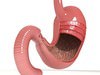 Realistic Stomach with Cutaway 3D Model .max .obj .3ds .fbx