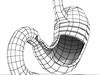 Realistic Stomach with Cutaway 3D Model .max .obj .3ds .fbx