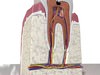 Cracked Tooth High Detail 3D Model