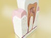 Tooth High Detail 3D Model .max .obj .3ds .fbx