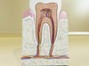 Tooth High Detail 3D Model .max .obj .3ds .fbx