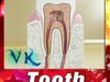 Tooth High Detail 3D Model .max .obj .3ds .fbx