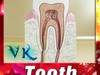 Tooth High Detail 3D Model