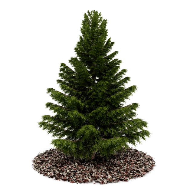 conifer tree 3d model cgtrader com conifer tree 3d model cgtrader com