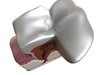 Tooth Dental Plaque High Detail 3D Model .max .obj .3ds .fbx