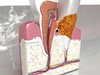 Tooth Dental Plaque High Detail 3D Model