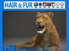 Lioness 3D Model