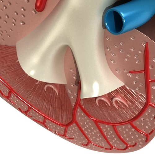 Kidney Anatomy High Detail 3D Model .max .obj .3ds .fbx