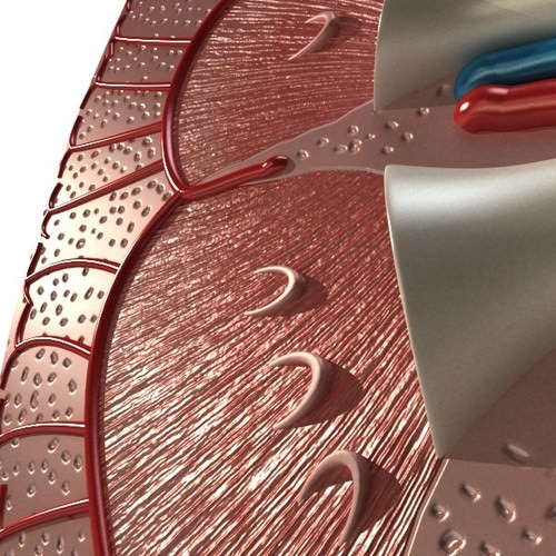 Kidney Anatomy High Detail 3D Model .max .obj .3ds .fbx