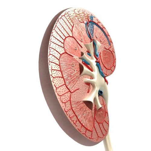 Kidney Anatomy High Detail 3D Model .max .obj .3ds .fbx