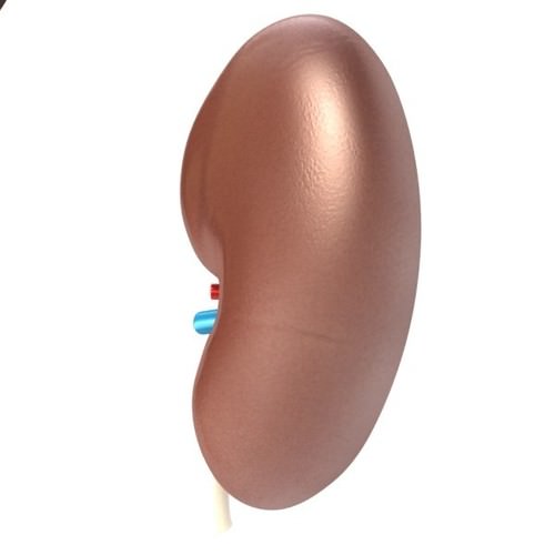Kidney Anatomy High Detail 3D Model .max .obj .3ds .fbx