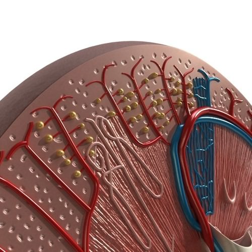Kidney Anatomy High Detail 3D Model .max .obj .3ds .fbx