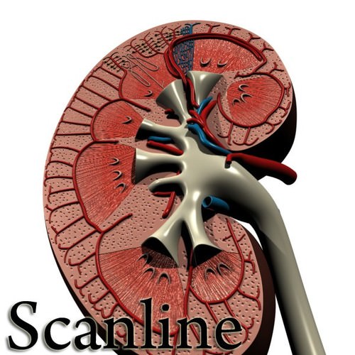 Kidney Anatomy High Detail 3D Model .max .obj .3ds .fbx