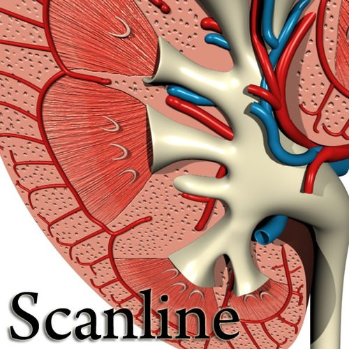 Kidney Anatomy High Detail 3D Model .max .obj .3ds .fbx