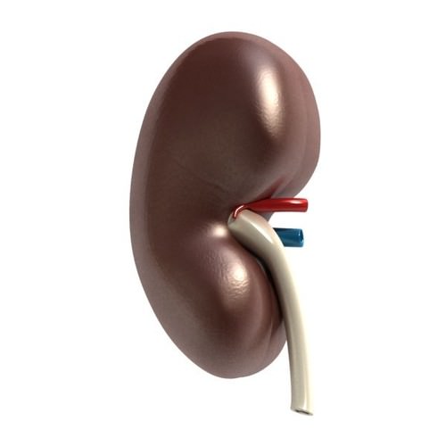 Kidney Anatomy High Detail 3D Model .max .obj .3ds .fbx
