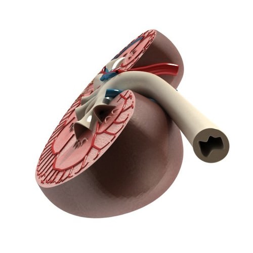 Kidney Anatomy High Detail 3D Model .max .obj .3ds .fbx
