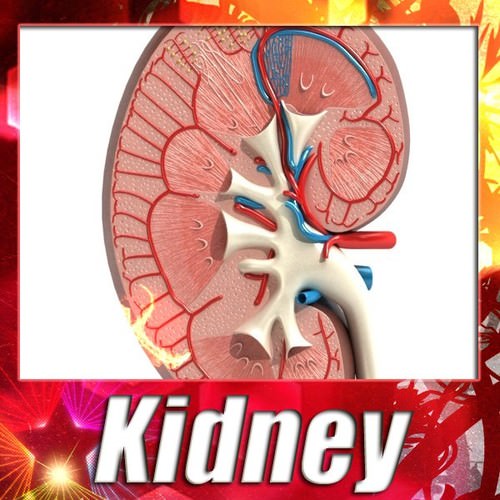 Kidney Anatomy High Detail 3D Model .max .obj .3ds .fbx