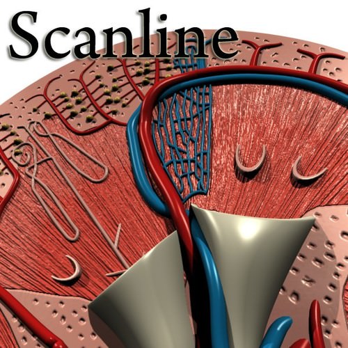 Kidney Anatomy High Detail 3D Model .max .obj .3ds .fbx