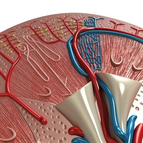 Kidney Anatomy High Detail 3D Model .max .obj .3ds .fbx