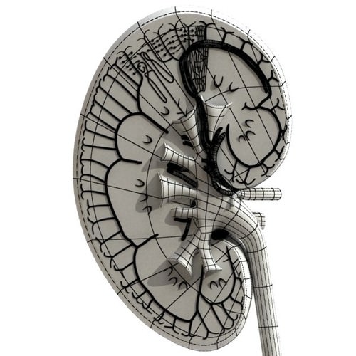 Kidney Anatomy High Detail 3D Model .max .obj .3ds .fbx