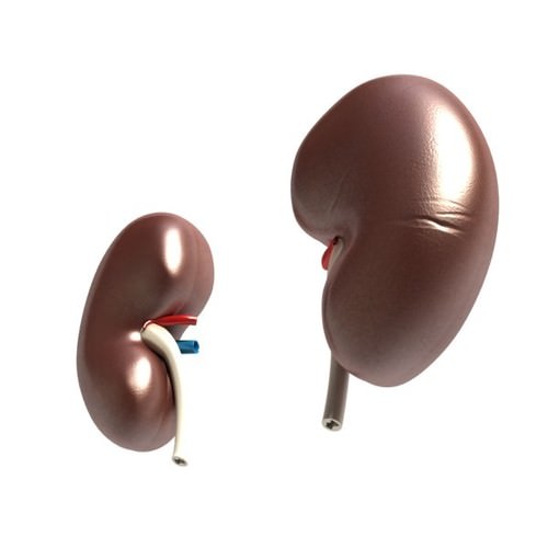 Kidney Anatomy High Detail 3D Model .max .obj .3ds .fbx