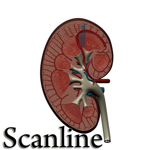 Kidney Anatomy High Detail 3D Model .max .obj .3ds .fbx