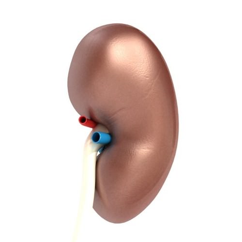 Kidney Anatomy High Detail 3D Model .max .obj .3ds .fbx