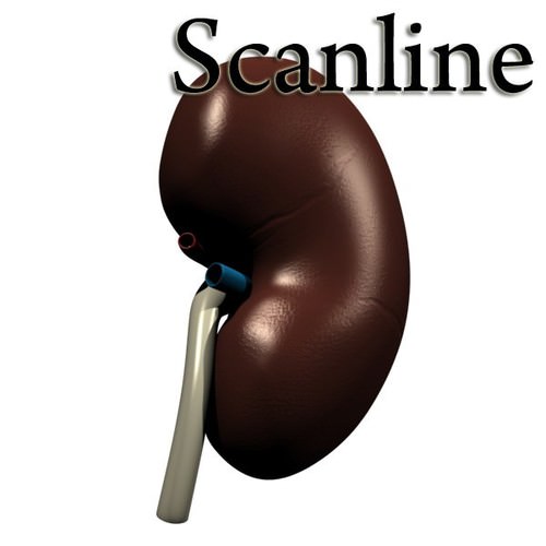Kidney Anatomy High Detail 3D Model .max .obj .3ds .fbx