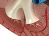 Kidney Anatomy High Detail 3D Model .max .obj .3ds .fbx