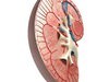 Kidney Anatomy High Detail 3D Model .max .obj .3ds .fbx