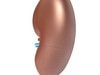 Kidney Anatomy High Detail 3D Model .max .obj .3ds .fbx