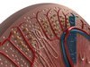 Kidney Anatomy High Detail 3D Model .max .obj .3ds .fbx