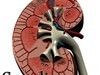 Kidney Anatomy High Detail 3D Model .max .obj .3ds .fbx