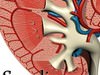 Kidney Anatomy High Detail 3D Model .max .obj .3ds .fbx