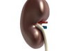 Kidney Anatomy High Detail 3D Model .max .obj .3ds .fbx