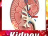Kidney Anatomy High Detail 3D Model .max .obj .3ds .fbx