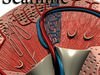 Kidney Anatomy High Detail 3D Model .max .obj .3ds .fbx