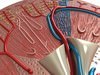 Kidney Anatomy High Detail 3D Model .max .obj .3ds .fbx