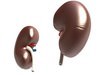 Kidney Anatomy High Detail 3D Model .max .obj .3ds .fbx